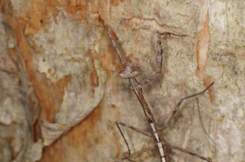 ZZ_ZZXYX_D7948_Z_88_North Stradbroke island_Australie.jpg